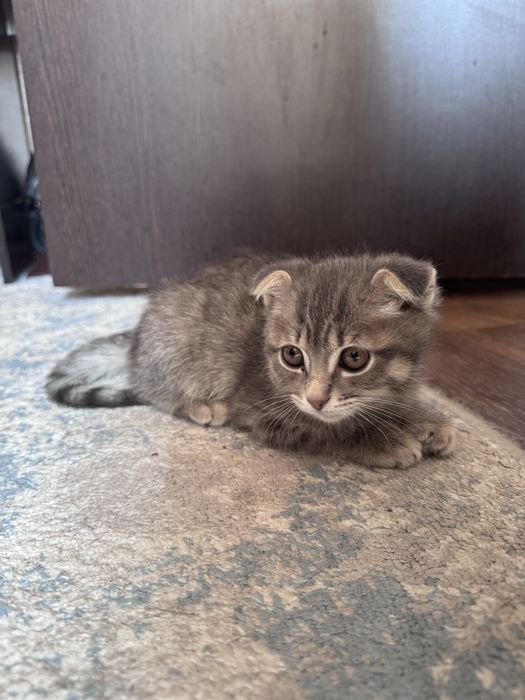 Продаётся котёнок, 3 месяца