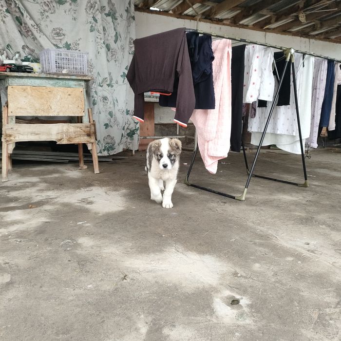 Алабай қаны 50000тнг