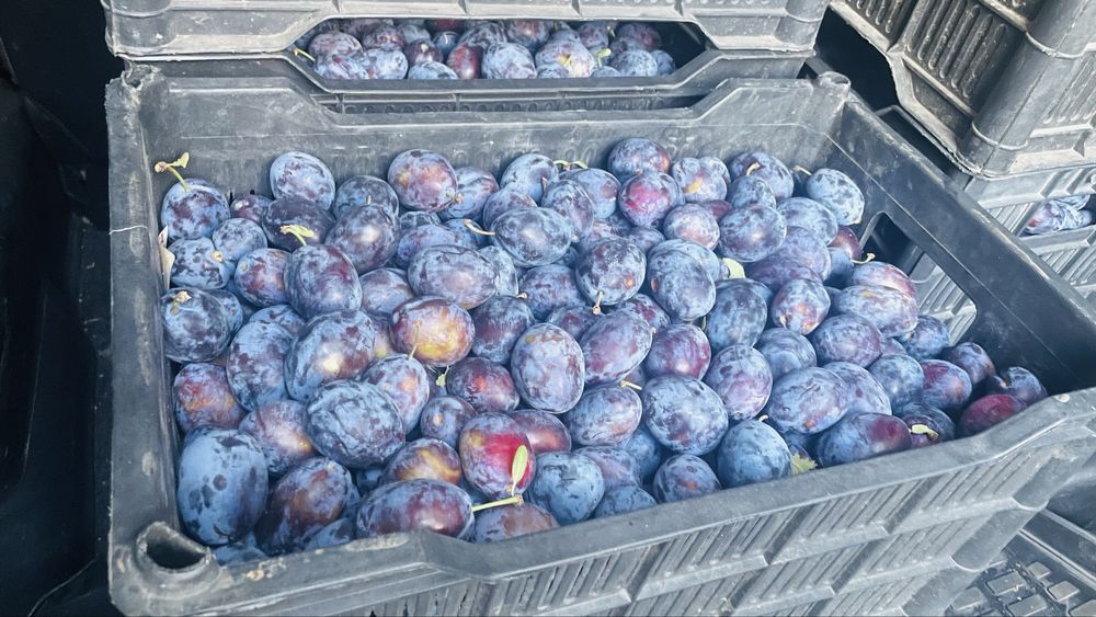 продам сливый очень вкусные