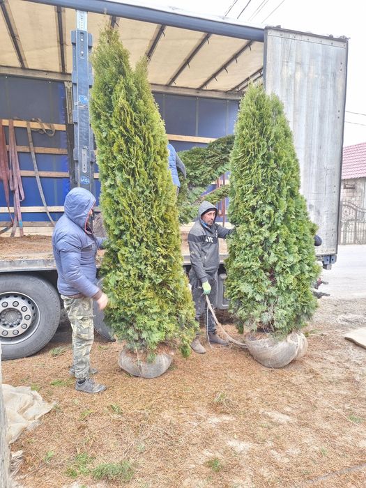 Tuia smarald 3m calitate extra