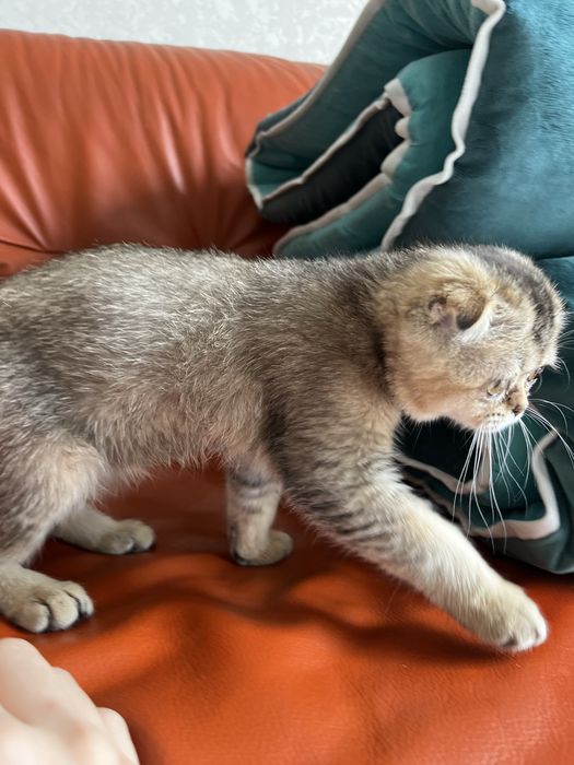 шотландская вислоухая котенок