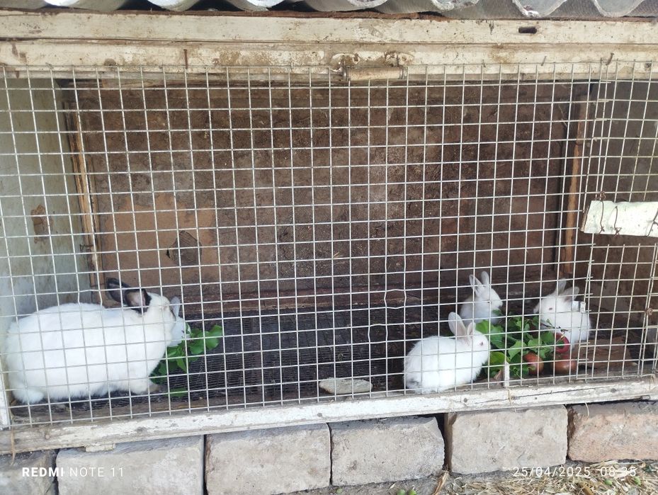 Quyon bolari sotiladi