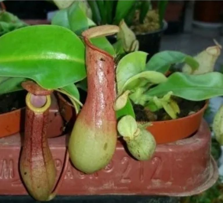 Непентес микс (сорта на выбор)