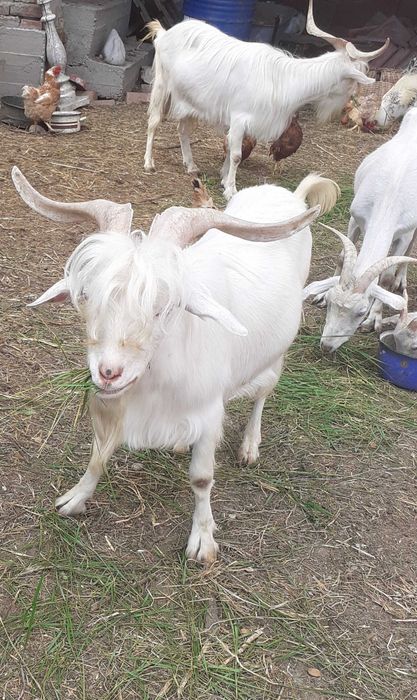 Țapi buni de prasila