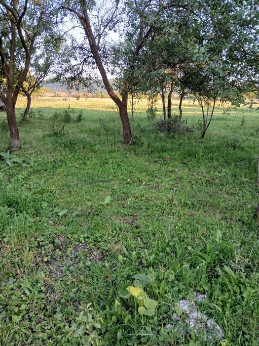 Teren de vanzare Chistag