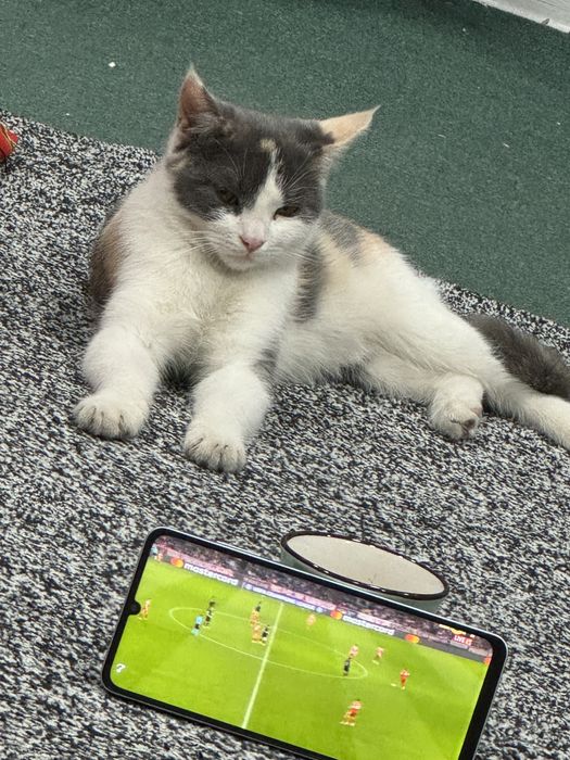 Отдам котов в Ташкенте в добрые руки