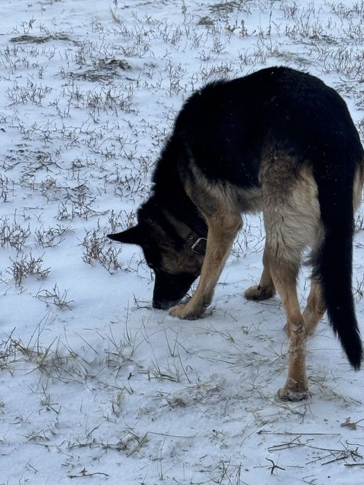 Найдена собака в районе  парка Жеруйык овчарка с ошейником