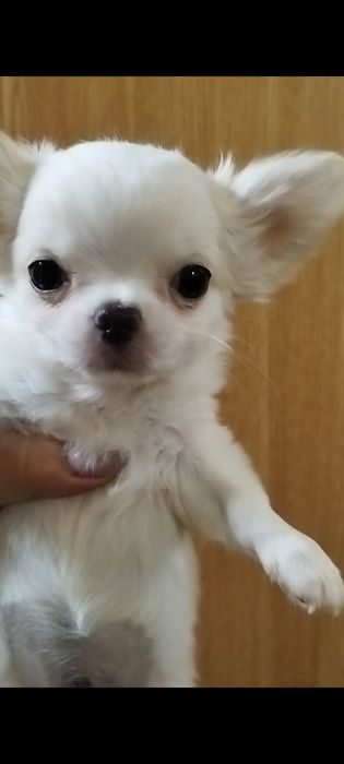 Чихуахуа миник девочка