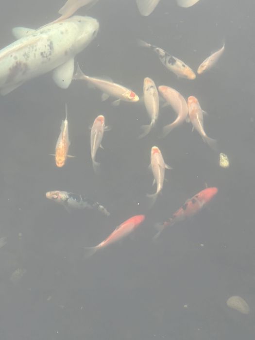 Малки езерни рибки Кои