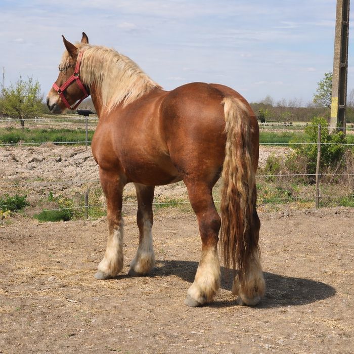 Manză Poloneza de 2 ani foarte cuminte