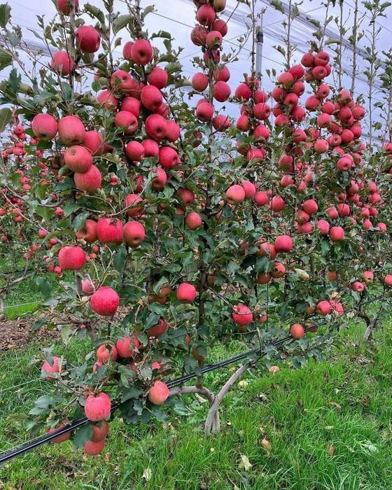 Garantiyali karlek va polekarlek kuchatlar