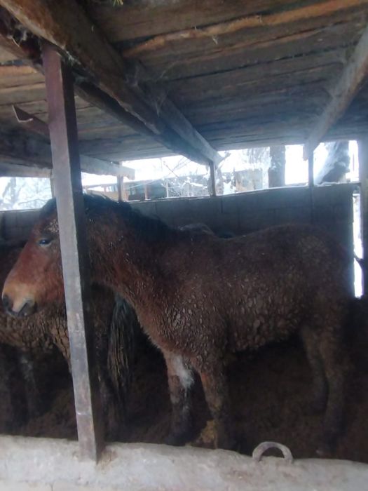 Продам жеребчеков Алтайской породы