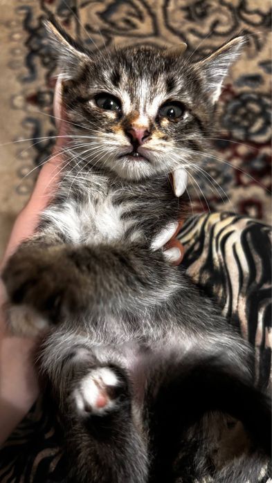Котята 2 месяца.