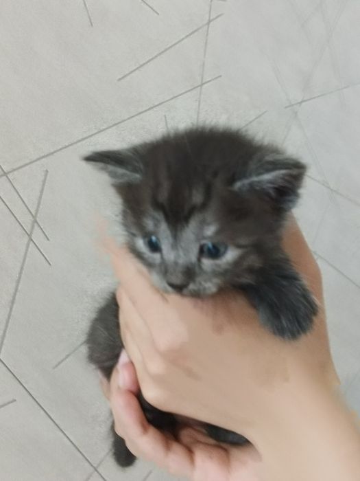 Отдадим котенка в добрые руки