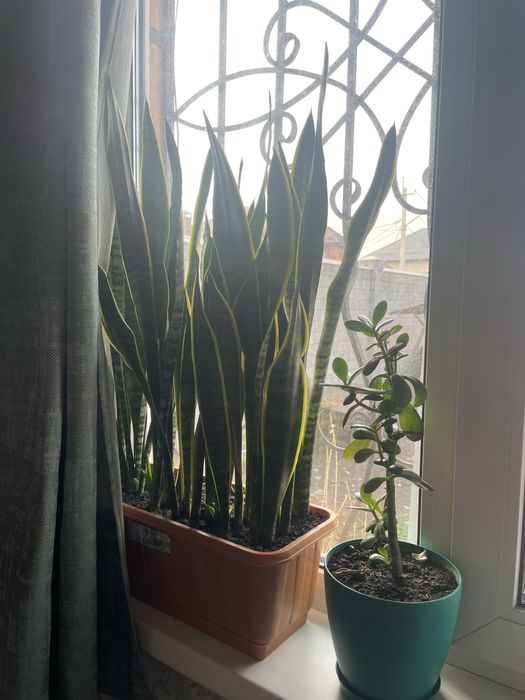 Продам комнатные цветы