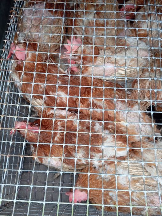 Куры несушки разных пород!