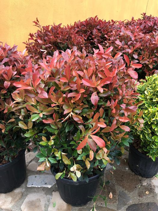 Pin mugo, ilex pom, artar, yucca, ienupar tarator, spirala, euonymus.