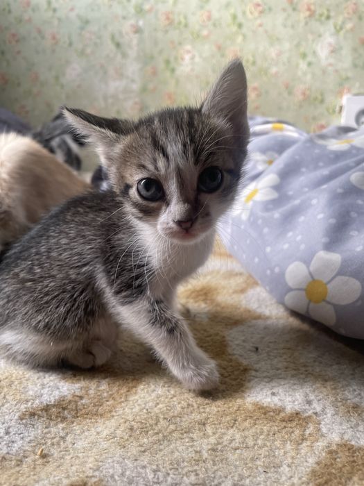 Отдам В ДОБРЫЕ Руки котят