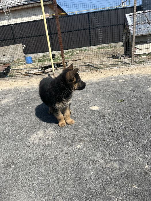 Продам щенка немецкую овчарку