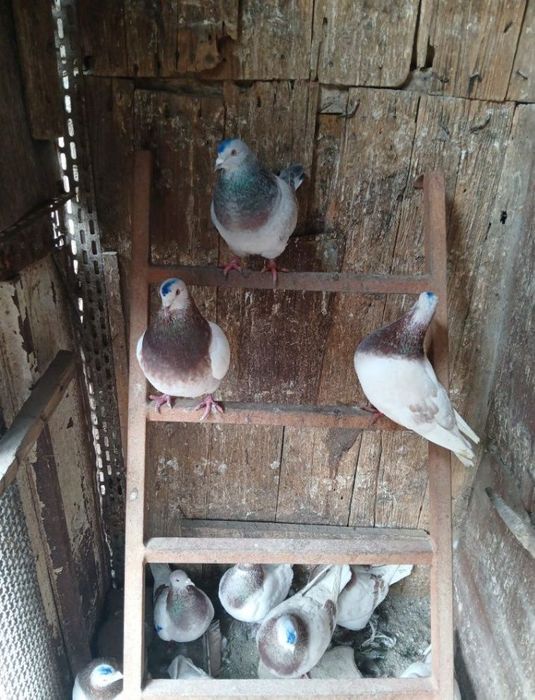 Vand porumbei texani sau la schimb