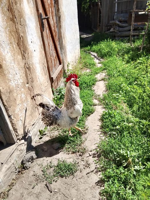 петух, барковский, қораз, әтеш