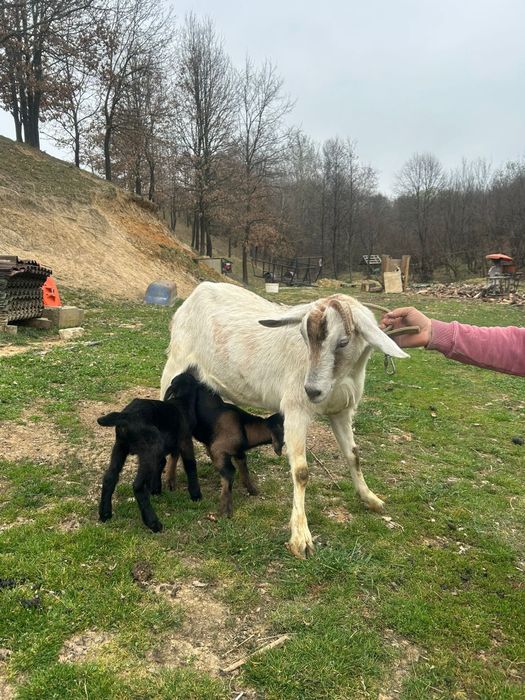 Vind căprițe la prima fătare la alegere