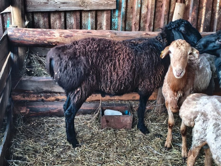 Продам 4 кошкара на племя