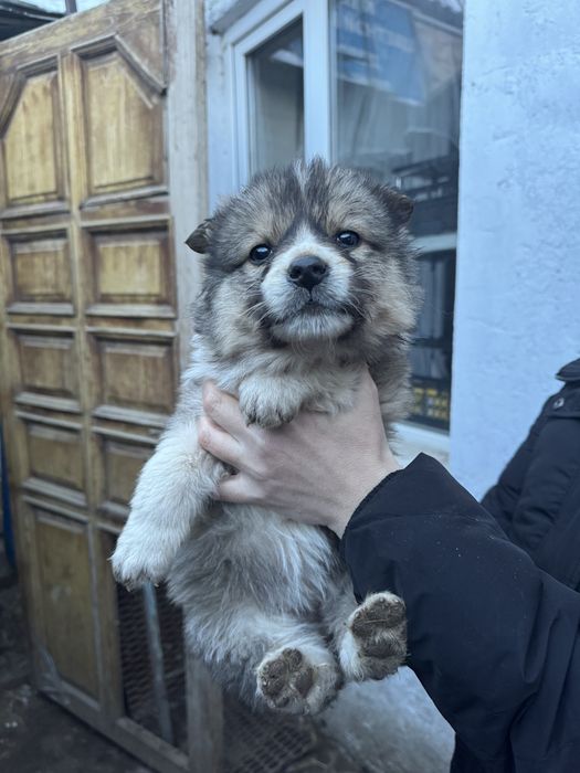 Милые щенки ДЕВОЧКИ ищут дом!