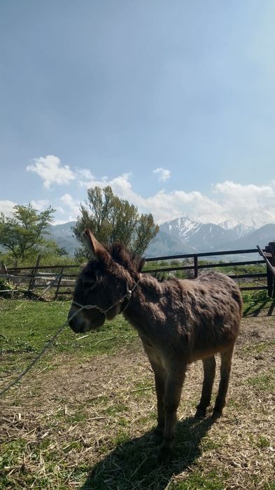 Продам ослиц срочно