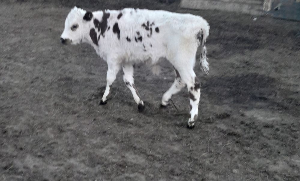 Продам бычков...