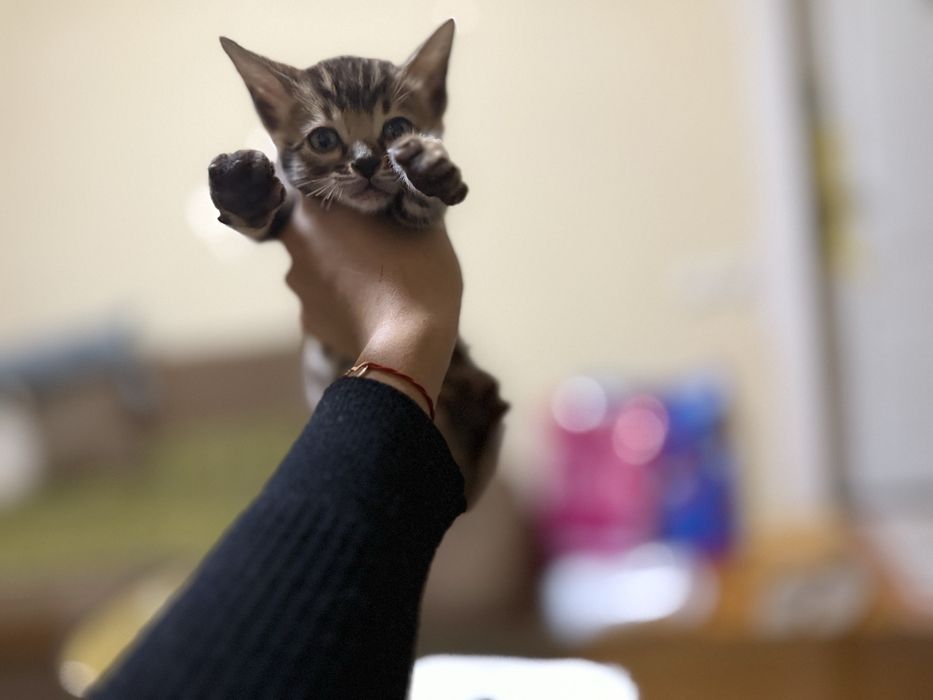 Бенгальские котята мальчик и девочка