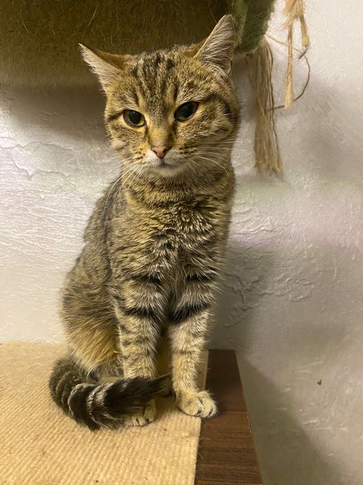 Кошечка в добрые руки