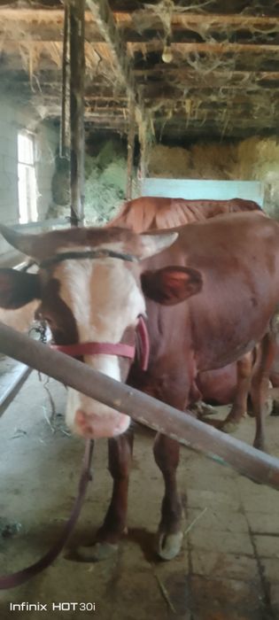 Jigar xoʻkiz sotiladi