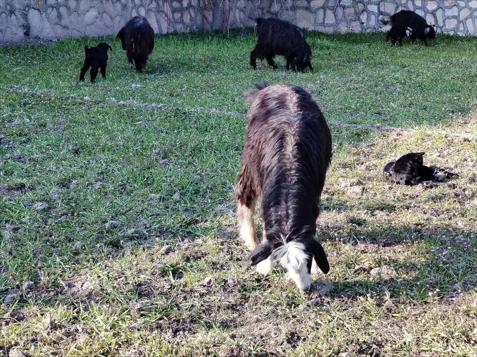 Xonagi katta sarka sotiladi.