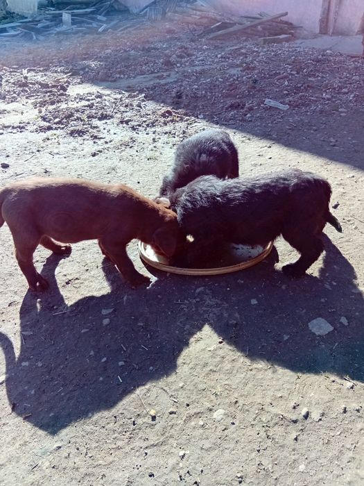 Donez catei teckell/brack