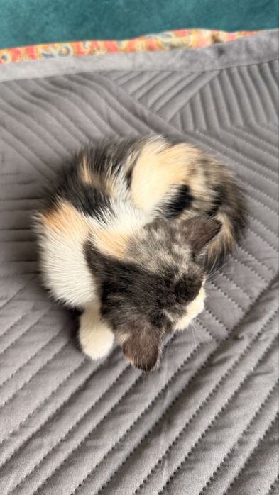 Отдам котенка в добрые руки (2 мес.)