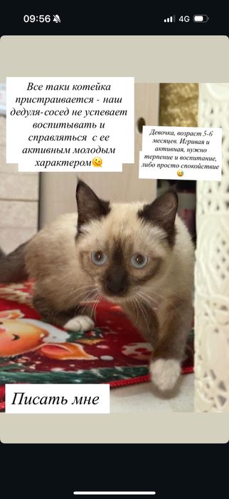 Тайский котенок в добрые руки