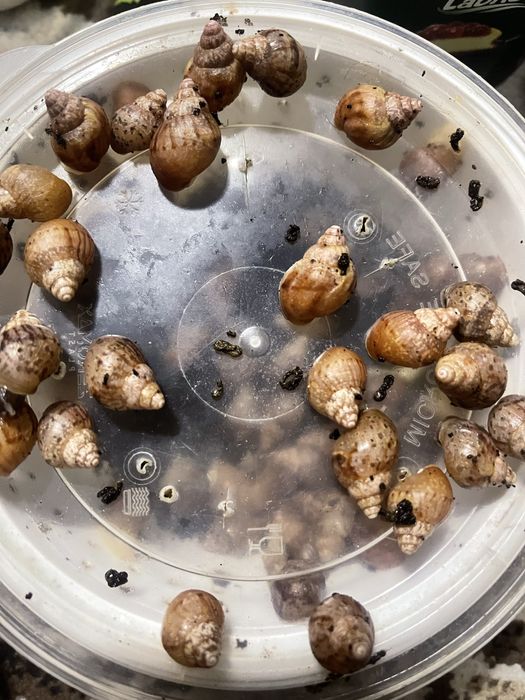 Улитки ахатин в продаже