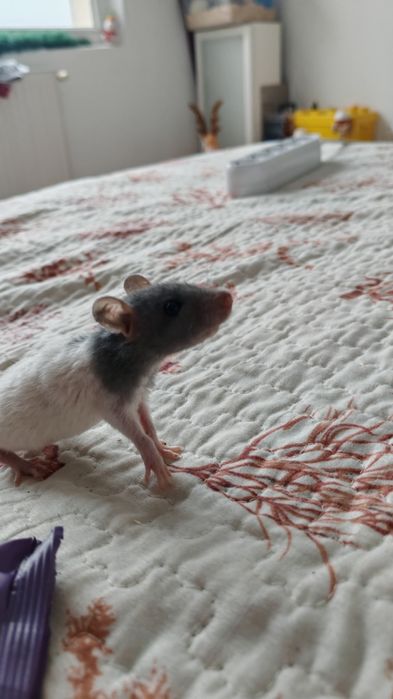 Șobolani Dumbo de companie