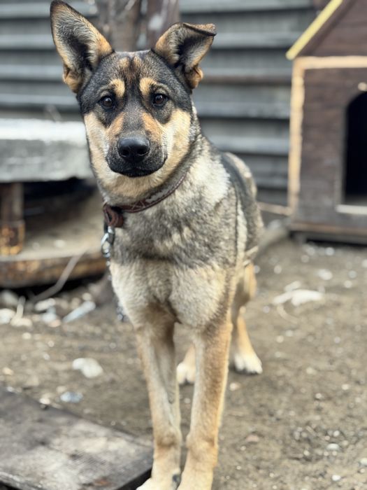 Собка-девочка Альфа ищет семью.