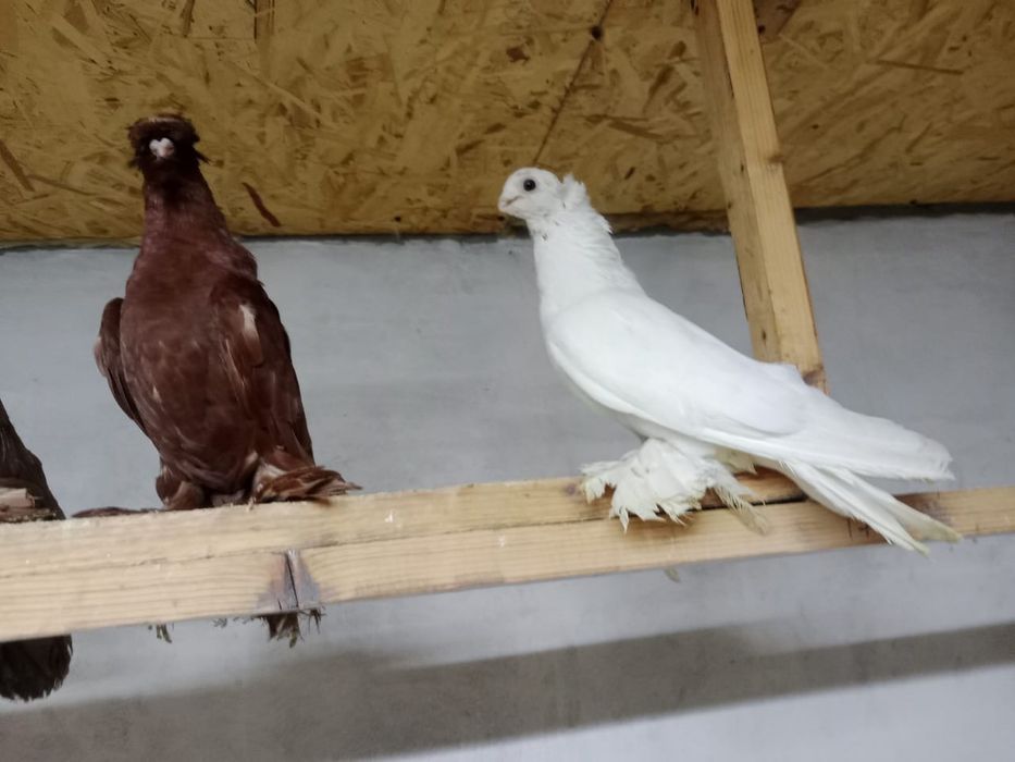 Продам    голубей