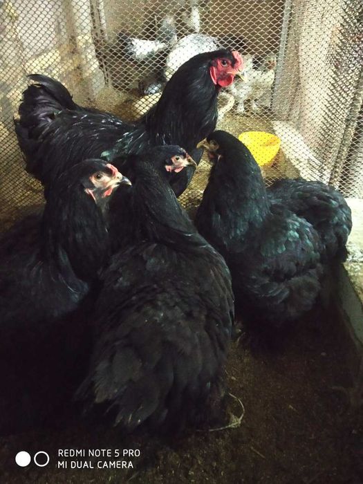 URGANCH svetli brama, chorni almaz brama gigant tuxumlari satiladi.