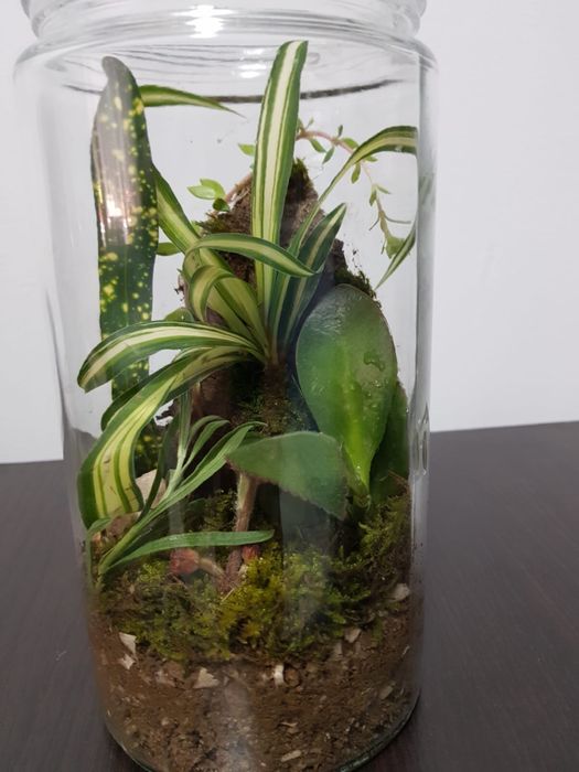 Terariu plante naturale