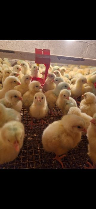 Цыплята   Бройлер