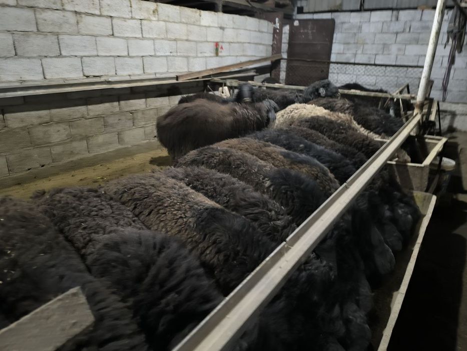 Кучкорлар Сотилади