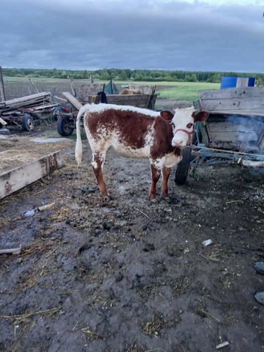 Vând viteaua de 5 luni