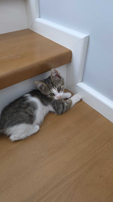 Котенок в добрые руки