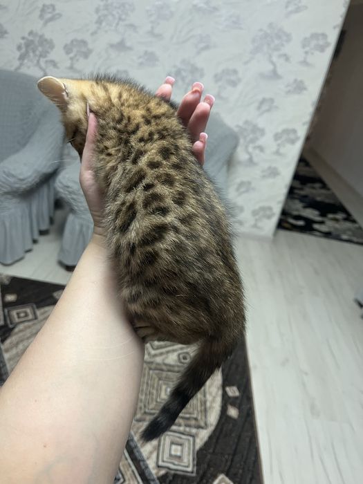 Котенок бенгал  бронь