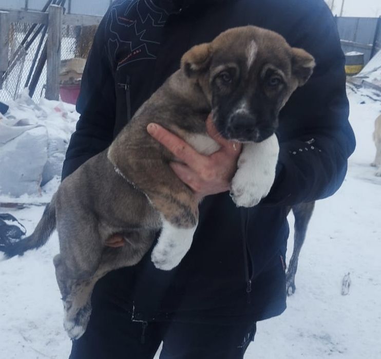 Продам Щенков Алабая