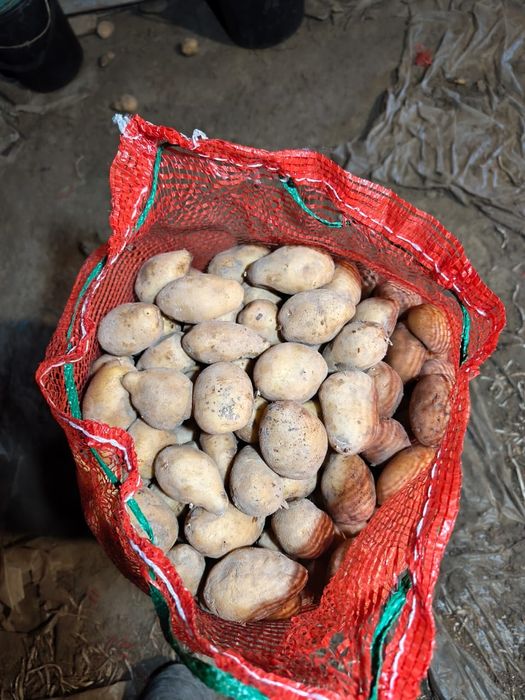 Семена раннего картофеля